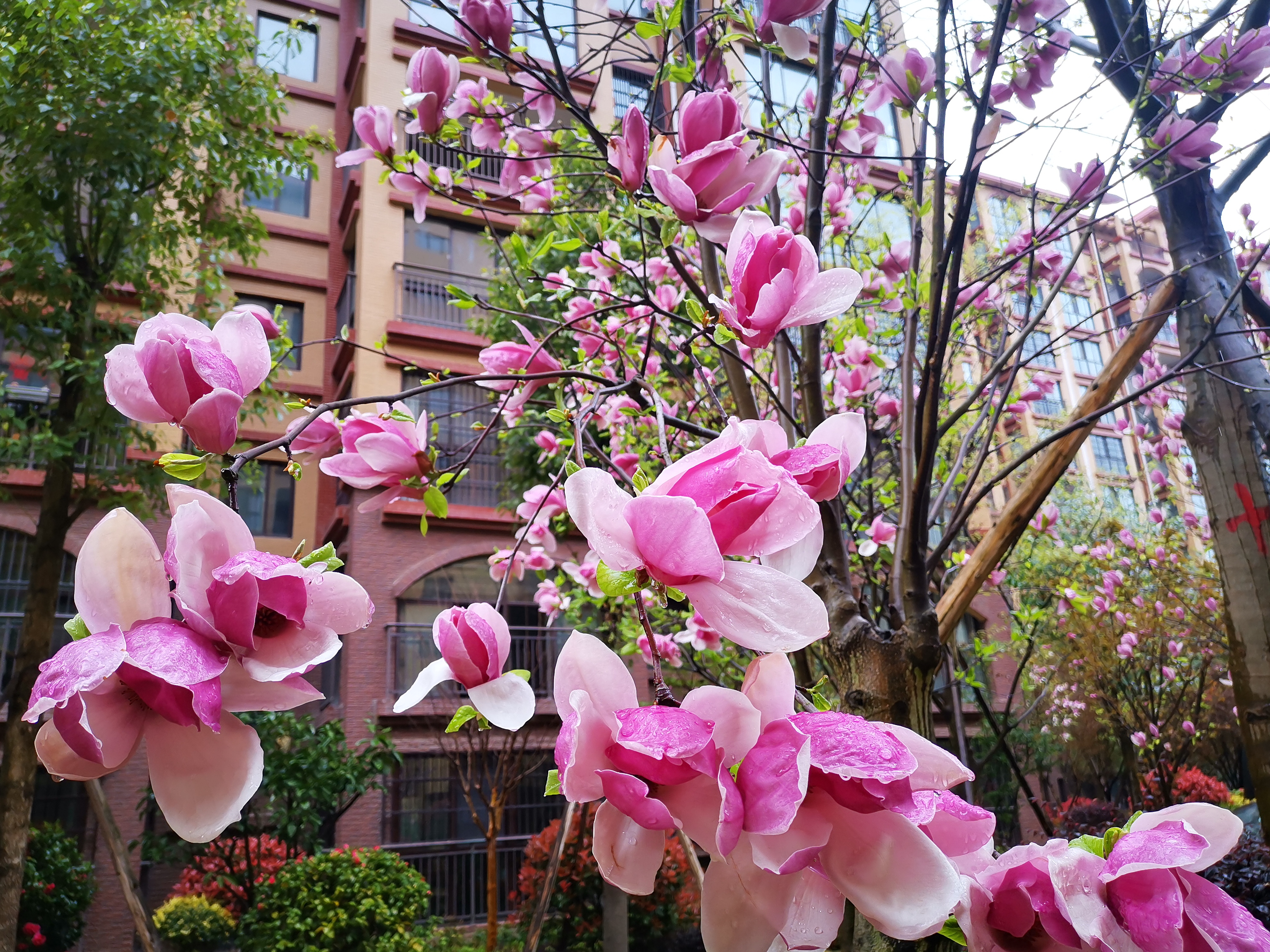 西雅鑫城 || 春暧花开、家境共鉴